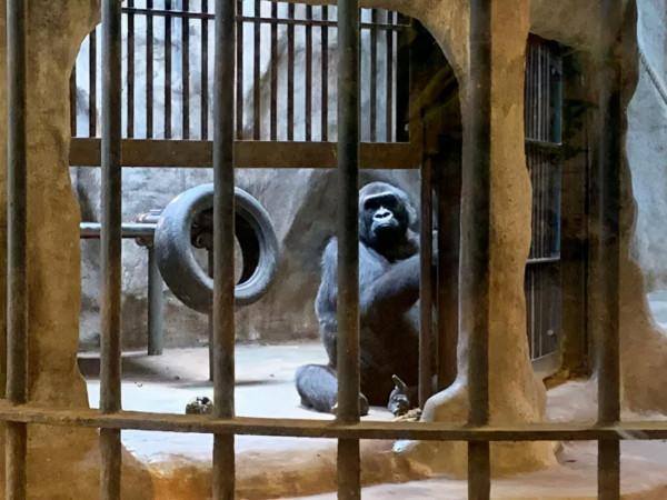 被囚禁水泥牢籠38年,一隻眼睛含淚的猩猩,成了無數人心中的痛 被囚禁水泥牢籠38年,一隻眼睛含淚的猩猩,成了無數人心中的痛