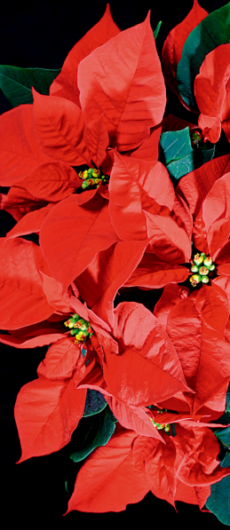 不甘寂寞的聖誕紅葉子