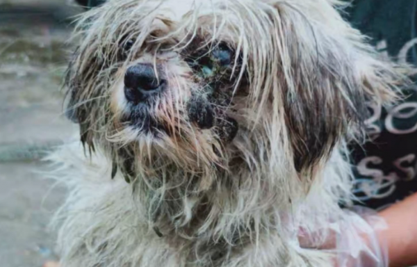 湖北：在公廁旁生小狗流浪狗，雖失去一隻眼，卻在獲救後愈發美麗