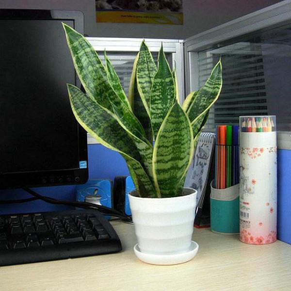 9種“健康花”，能吃能泡茶，客廳養一盆，清潔空氣，吉利大氣