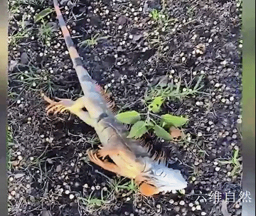 美國出現天上掉下大蜥蜴雨,是氣溫太低,綠鬣蜥被凍得從樹上掉下 美國出現天上掉下大蜥蜴雨,是氣溫太低,綠鬣蜥被凍得從樹上掉下