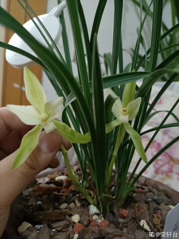 小心香氣！這4種花芳香四溢，卻切忌久聞