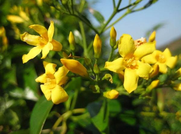 別看花開豔麗,其實“暗藏玄機”,4種“毒花”你知道嗎? 別看花開豔麗,其實“暗藏玄機”,4種“毒花”你知道嗎?