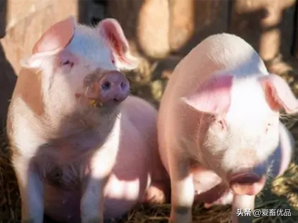 豬打架怎麼處理？這些方法超級簡單，有經驗的養豬人都知道