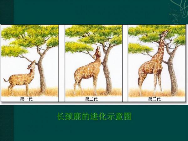 有這種可能嗎？人類不斷地揮動雙手，在100萬年後進化出翅膀