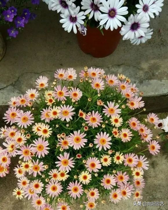 &ZeroWidthSpace;瑪格麗特怎麼養？&OpenCurlyDoubleQuote;腐土加雞糞&rdquo;，多淋雨水，呼呼開花停不下