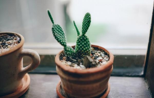 冬天就養這3種“花”，比“咖啡”還棒，只要1小盆，每天有精神