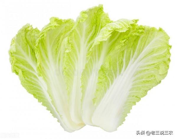 這六種葉，只要往小麥玉米地一噴，穗大穗多，粒飽，畝產1600斤