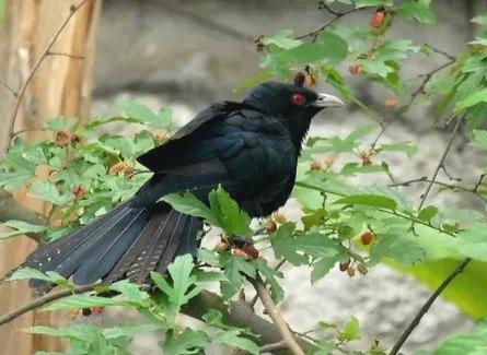 分享鳥類圖片-噪鵑