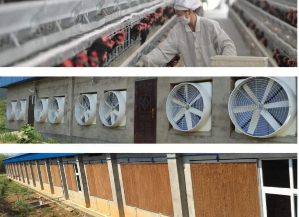 家禽通風:變頻風機應用的五大原則和六大問題 家禽通風:變頻風機應用的五大原則和六大問題