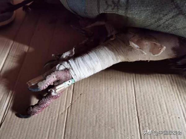 被風力發電機擊落的禿鷲,它還有救嗎？|缺乏生物多樣性評價引人憂