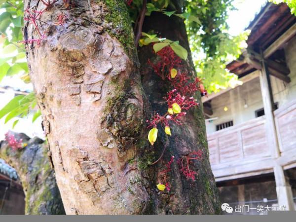 雲霞明滅或可睹 雲霞明滅或可睹