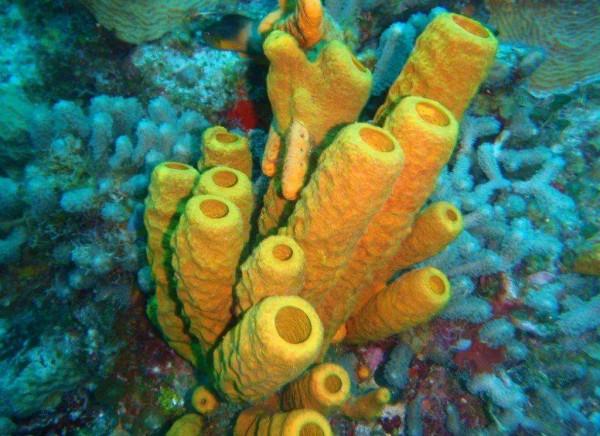 一口氣看完46億年地球史,原來人類如此渺小 一口氣看完46億年地球史,原來人類如此渺小