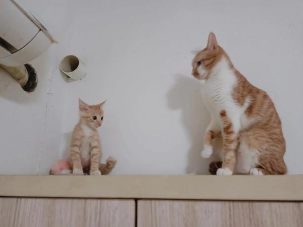 多貓家庭原住民情緒