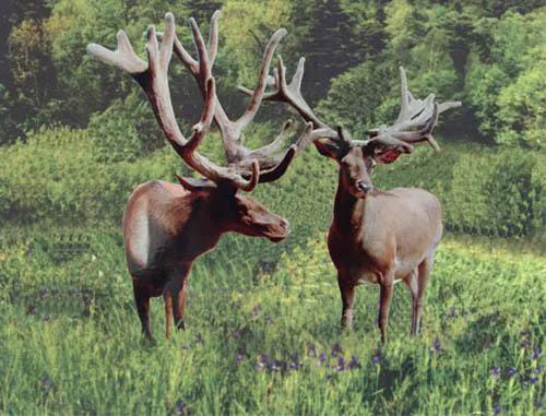 抗日女英雄狩獵打鹿茸 抗日女英雄狩獵打鹿茸