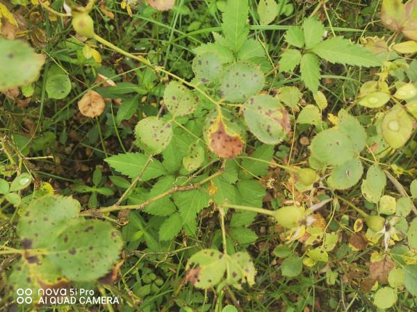 防治好這些病蟲害,讓您的月季更美麗 防治好這些病蟲害,讓您的月季更美麗