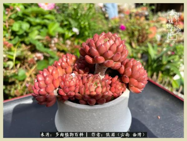 正是花好月圓時，再訪楊姐的屋頂花園