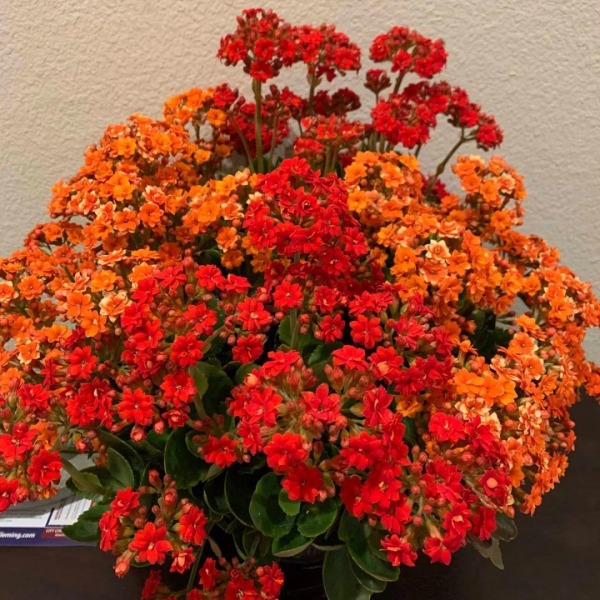 7種“漂亮花”紅火又吉利,冬天養一盆,花期在春節,旺財旺事業 7種“漂亮花”紅火又吉利,冬天養一盆,花期在春節,旺財旺事業