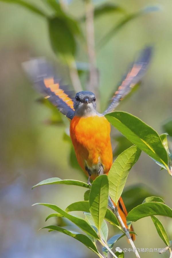 府山的彩色“小辣椒”