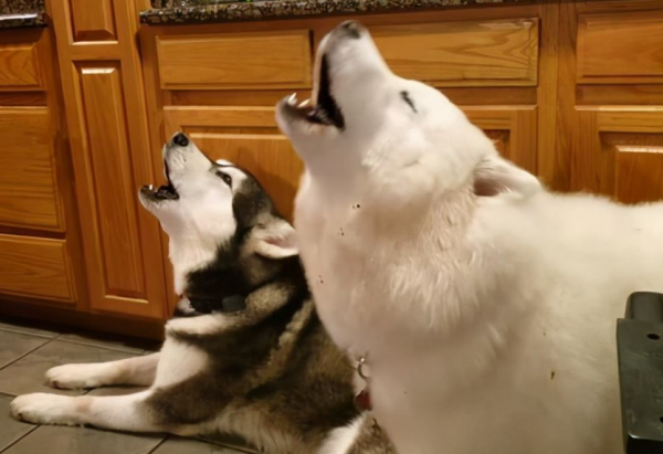 小偷剋星：這7種狗狗養在家裡，安全感十足