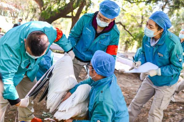 圍觀北京動物園水鳥體檢現場:鳥兒也不愛被捅嗓子眼兒 圍觀北京動物園水鳥體檢現場:鳥兒也不愛被捅嗓子眼兒