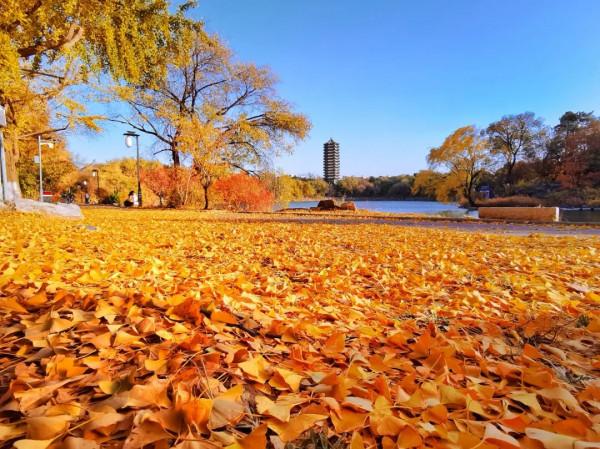 北大,永遠的熱愛! 北大,永遠的熱愛!