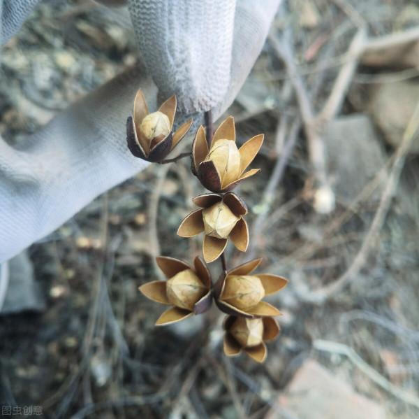 為何有人在農村收香椿籽？5個用途，其一可解決一些男女煩惱問題