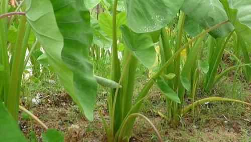 一處陂下古村，留下民俗的地方特色，舌尖美食味兒