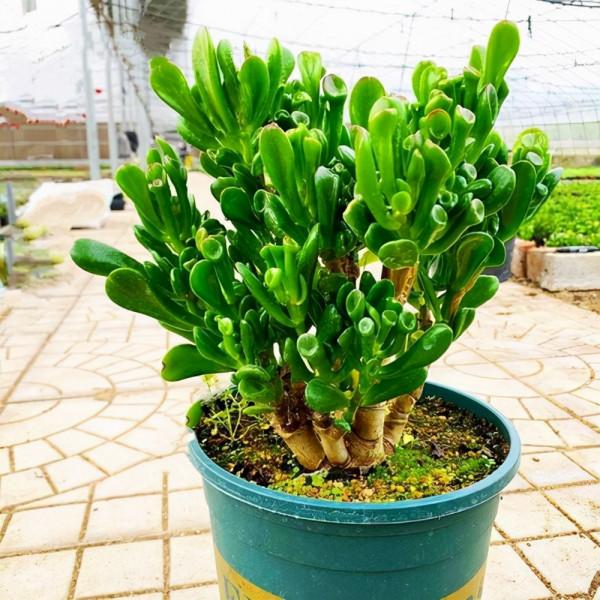 公認的“八種旺財花”,適合養在家裡,不僅寓意好,還很養人 公認的“八種旺財花”,適合養在家裡,不僅寓意好,還很養人