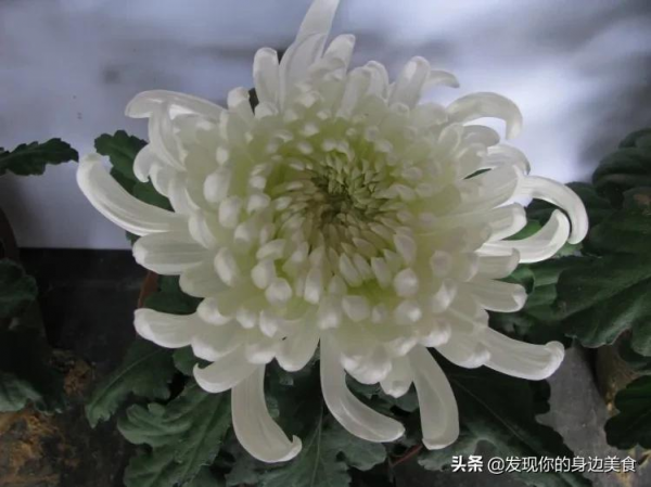 傲霜菊花奪人眼