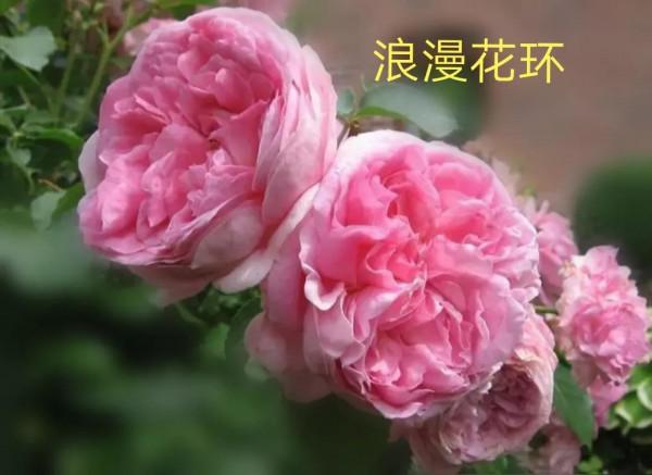 德國科德斯又一系列——花環系列月季 德國科德斯又一系列——花環系列月季