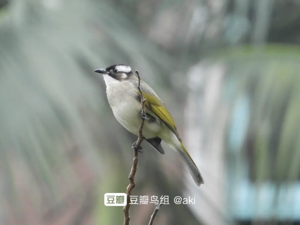 蘋果爛了不要扔 放陽臺上招小鳥 隔壁的小鳥都饞哭了