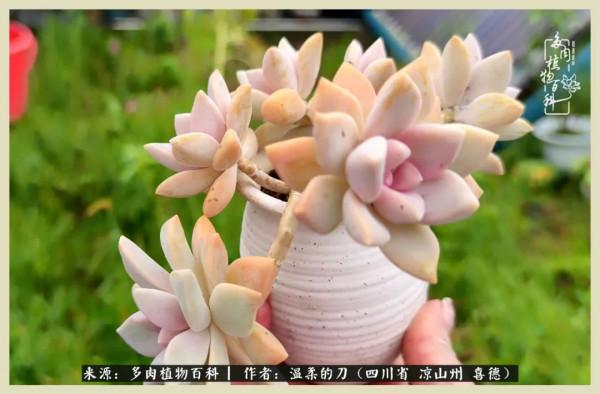 風吹過的夏天,你是仙子落凡間 風吹過的夏天,你是仙子落凡間