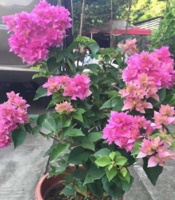 養花盆土硬邦邦?澆點“軟化水”,土壤肥沃營養足,鬆軟如麵包 養花盆土硬邦邦?澆點“軟化水”,土壤肥沃營養足,鬆軟如麵包