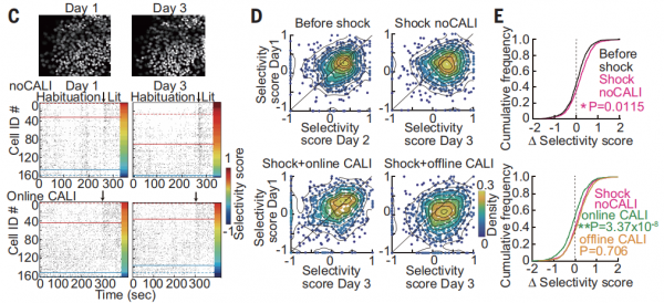 消除記憶!日本學者透過光照實現對記憶的操縱 消除記憶!日本學者透過光照實現對記憶的操縱