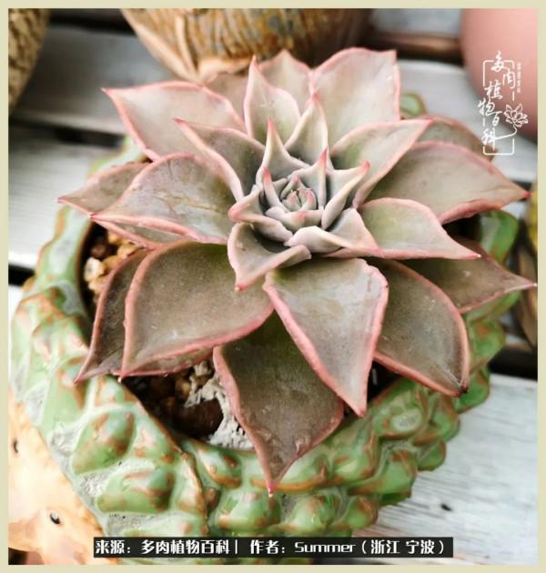 多肉小白2個月成功入坑:有我在,你們就負責變美吧 多肉小白2個月成功入坑:有我在,你們就負責變美吧