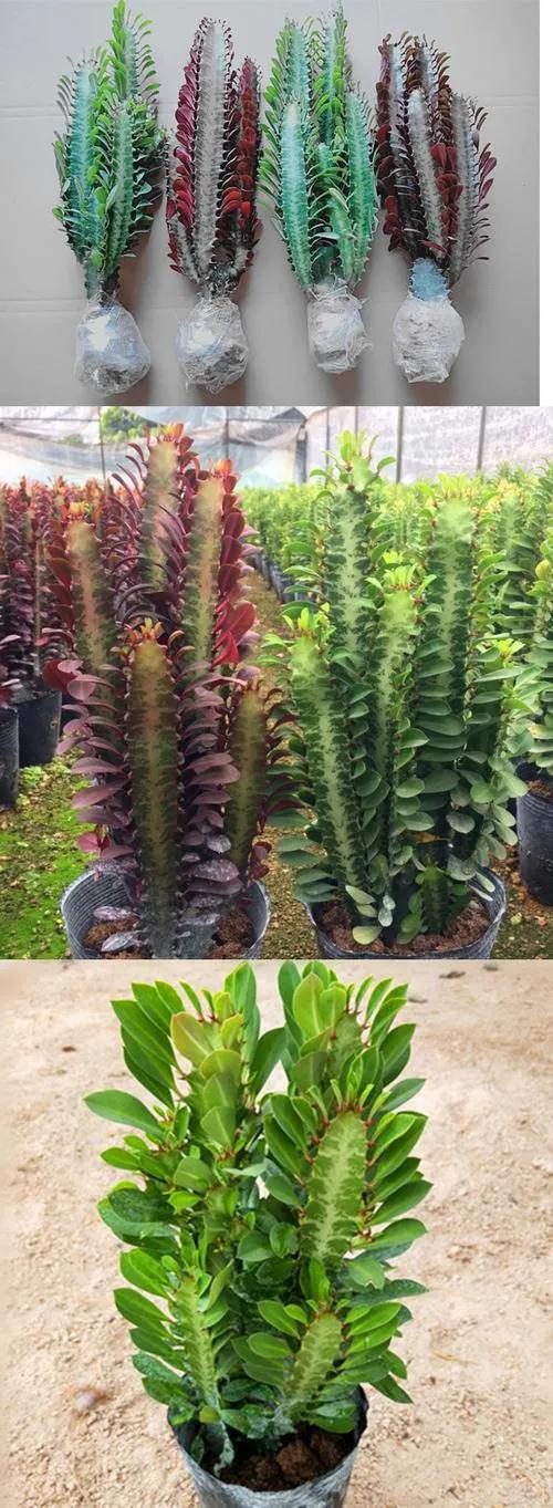 十二生肖對應的幸運花