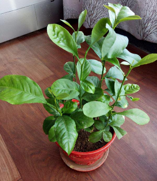 聰明人養花很講究,只養這3種“有用的植物”,既好看,又健康 聰明人養花很講究,只養這3種“有用的植物”,既好看,又健康