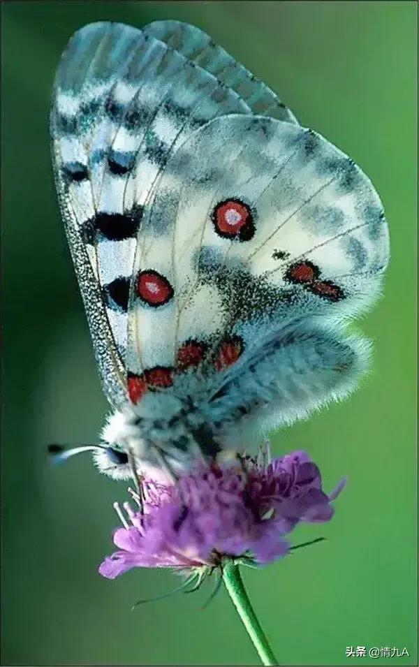 好漂亮的蝴蝶，美麗的草原我的家風景如畫