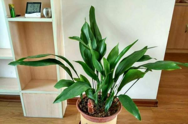 16種喜&OpenCurlyDoubleQuote;陰&rdquo;花，適合養在&OpenCurlyDoubleQuote;光照少&rdquo;的地方，光太強反而長不好