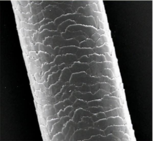 針頭是空心的，打針時戳下的肉去哪兒了？| 趣問萬物