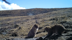 它們是這樣“做作業”的…… 它們是這樣“做作業”的……