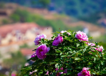 國學成語故事（3）莊子：中國第一寓言大師之洸洋自肆