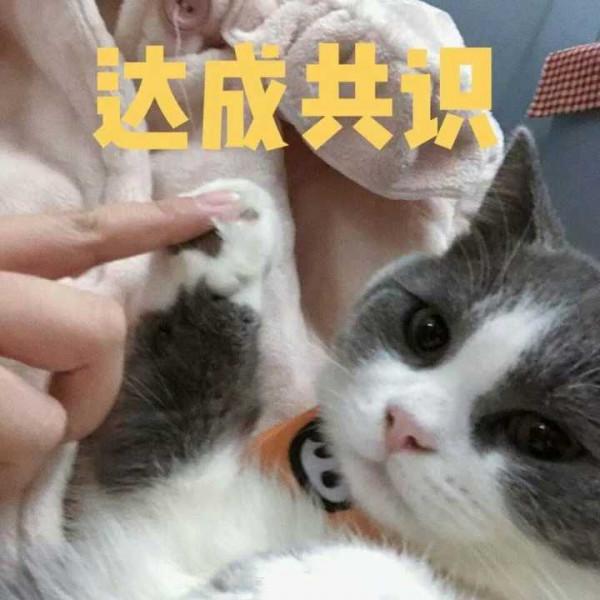 喵星人可愛表情包來了