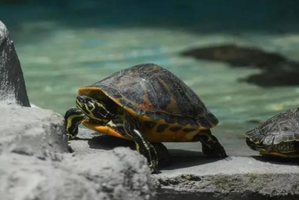 古人打井後,為何要在井中放2條魚或烏龜?老祖宗的智慧讓人欽佩 古人打井後,為何要在井中放2條魚或烏龜?老祖宗的智慧讓人欽佩