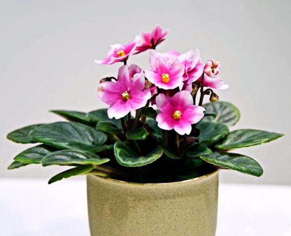 非洲紫羅蘭～永恆的愛