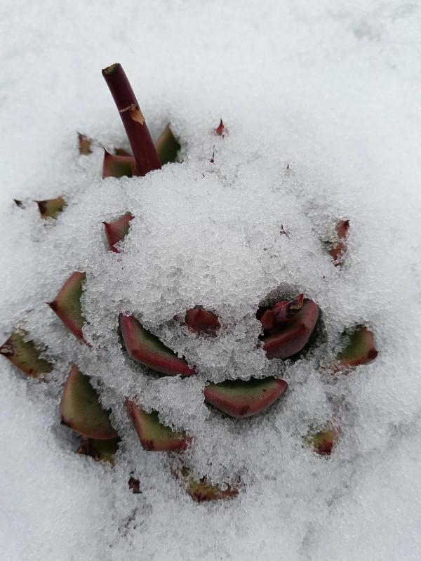 大雪過後多肉露出了美麗的頭 大雪過後多肉露出了美麗的頭