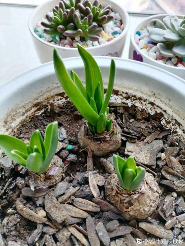 風信子到了夏天，趕緊挖出來埋沙裡，秋天繼續種