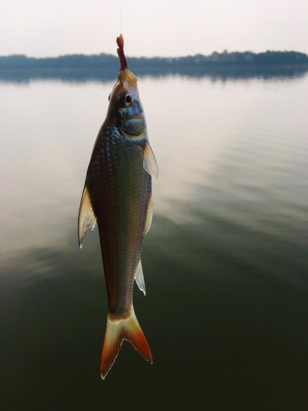 三戰團頭湖，周老漢已破解初冬鯉鯽之自然密碼