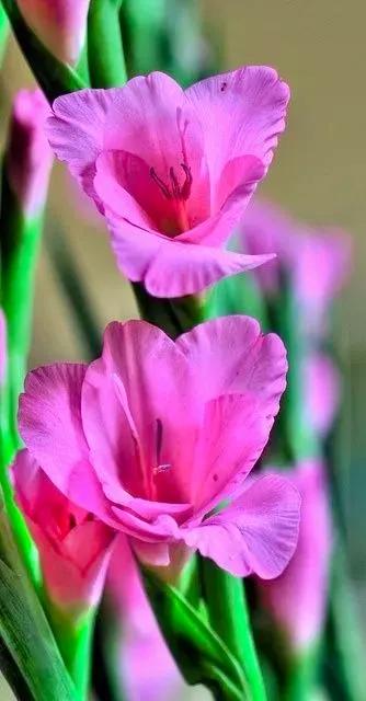 分享：花開並蹄，開得如此燦爛唯美，奇觀美景，令人陶醉